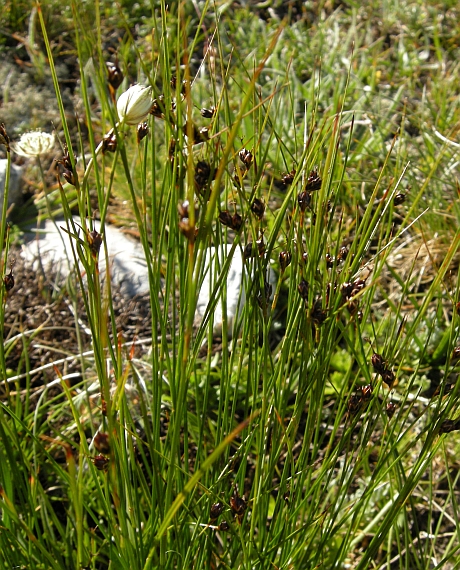 Juncus trifidus s.l.